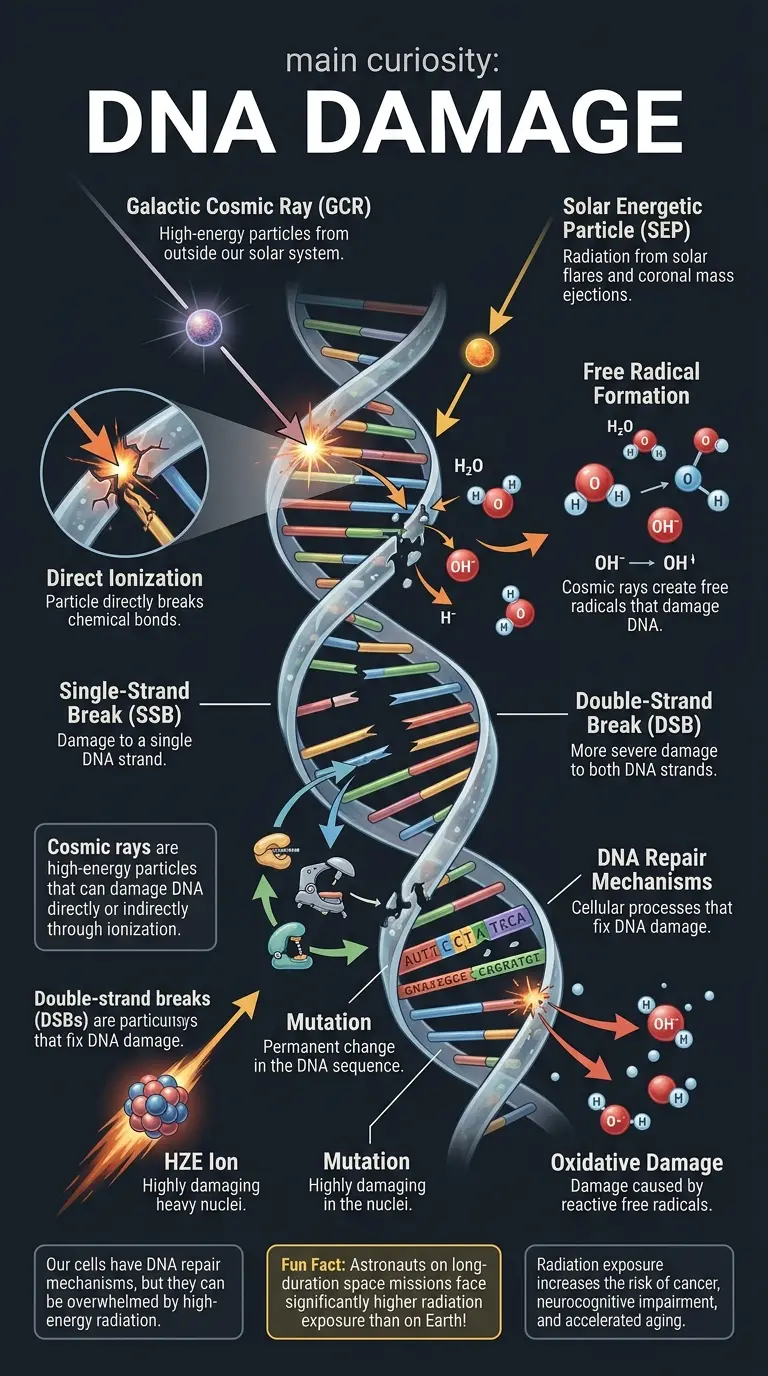 Infographic explaining how cosmic rays can alter human DNA during space travel, detailing the types of radiation, damage mechanisms, and potential health consequences. #cosmicrays #spacedna #spaceexploration
